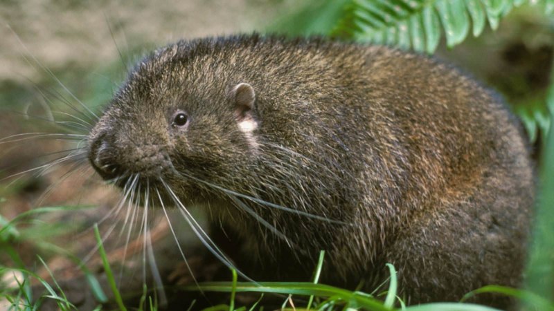 Аплодонтовые Aplodontidae,