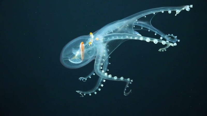 Осьминог Vitreledonella