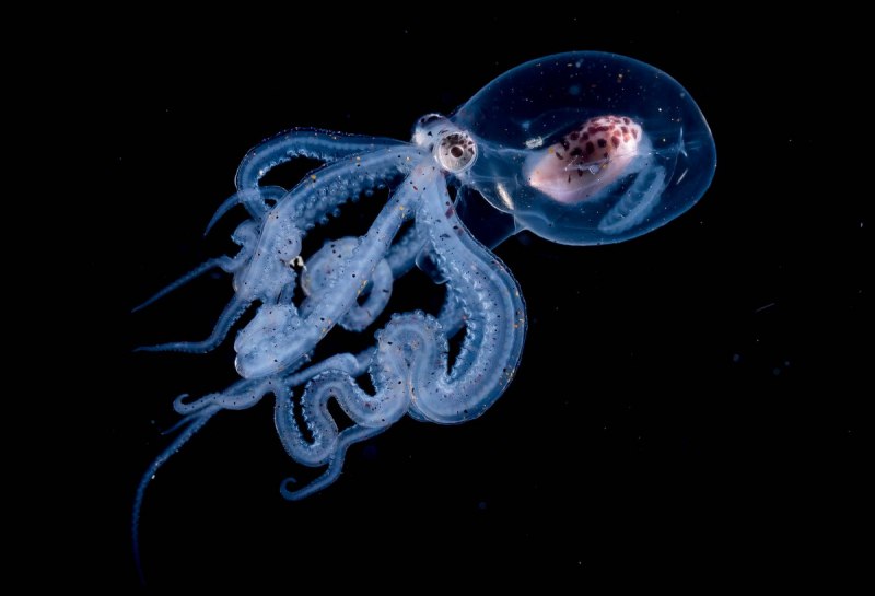Осьминог Vitreledonella