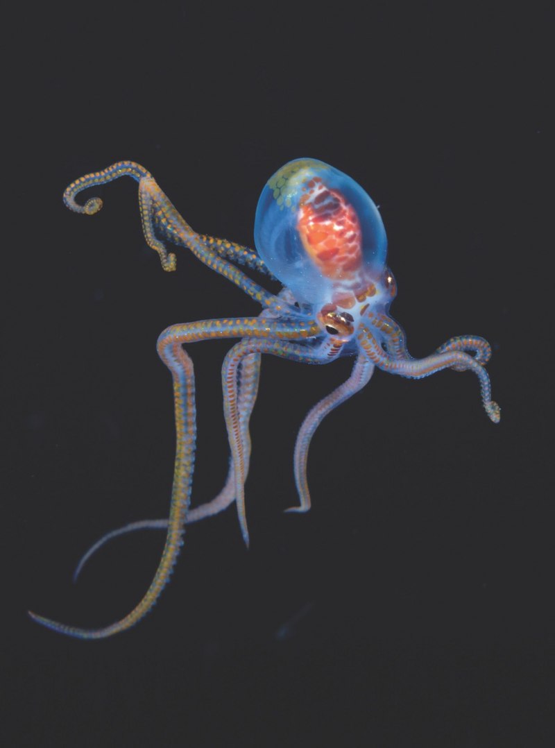 Jewel Squid