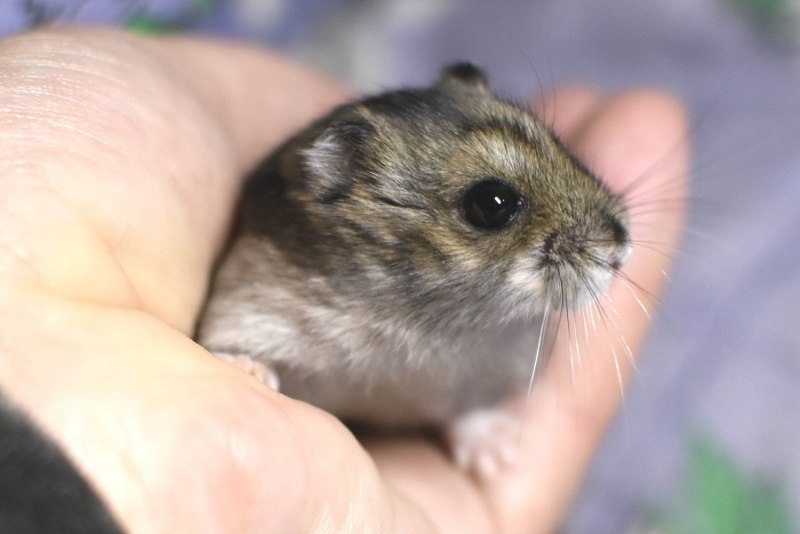 Голландский хомяк