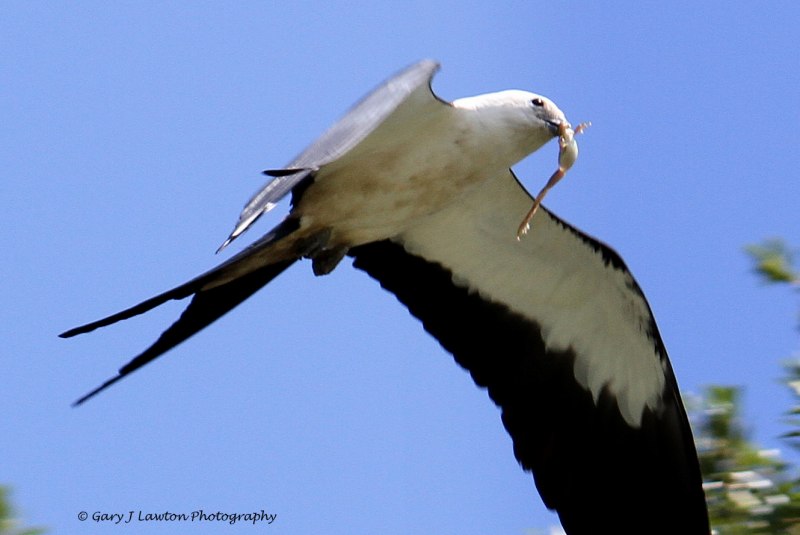 The swallow-tailed Kite