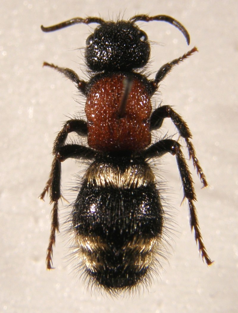 Осы-немки (Mutillidae)