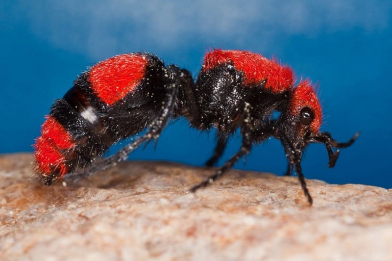Осы-немки (Mutillidae)