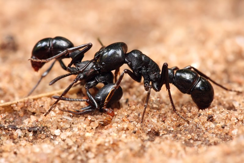 Бархатный муравей (Dasymutilla Gloriosa)