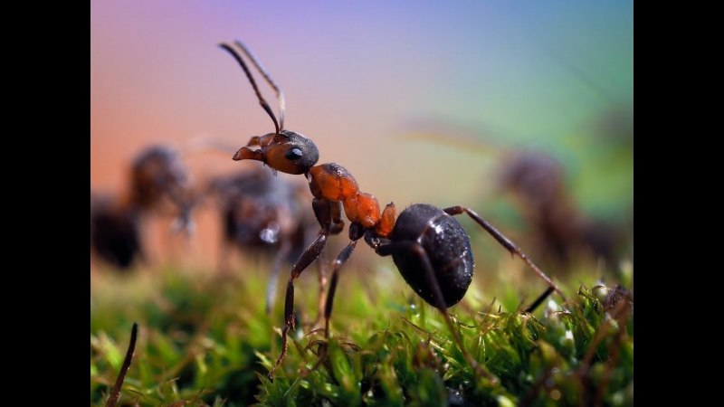 Myrmilla erythrocephala