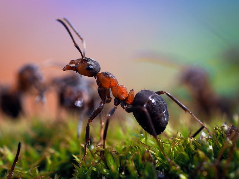 Осы-немки (Mutillidae)