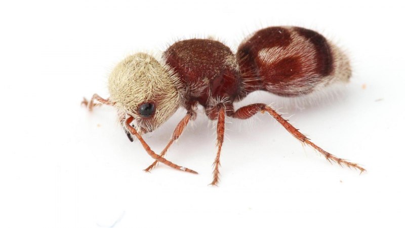 Meranoplus bicolor муравей