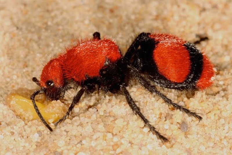 Осы-немки (Mutillidae)