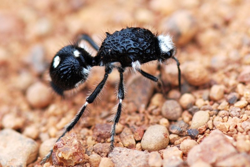 Mutillidae осы