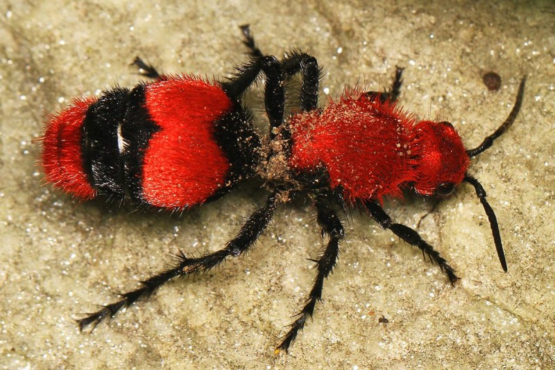 Бархатный муравей (Dasymutilla Gloriosa)