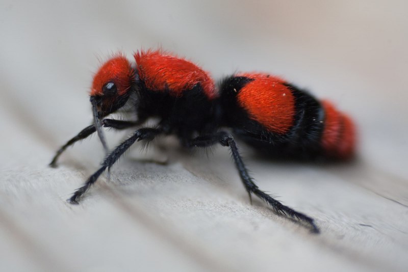 Mutillidae II
