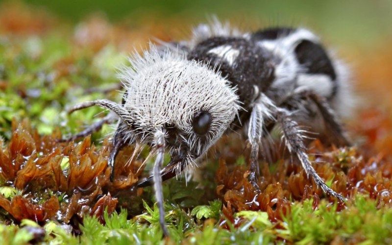 Euspinolia militaris