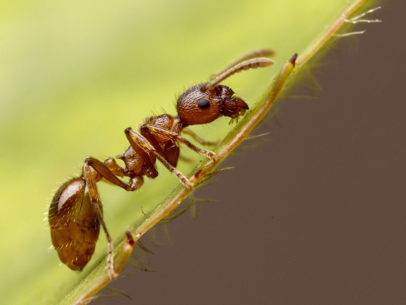 Mutillidae осы