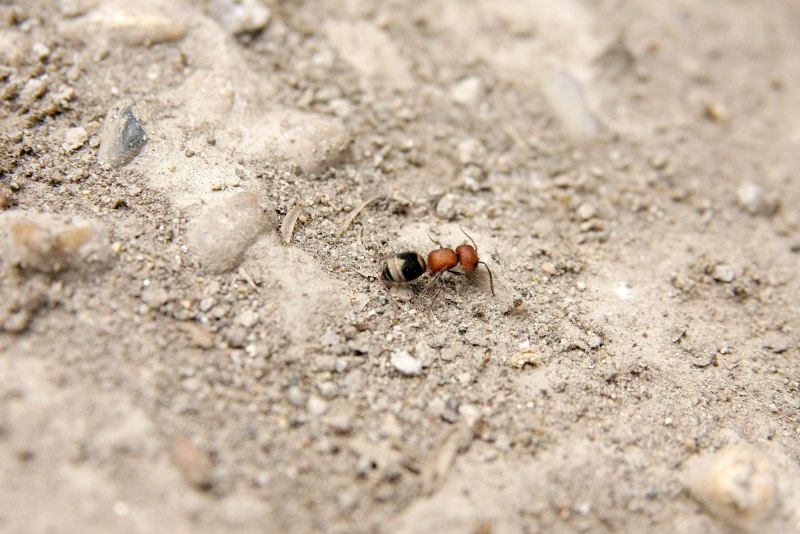 Мохнатый муравей (Mutillidae)