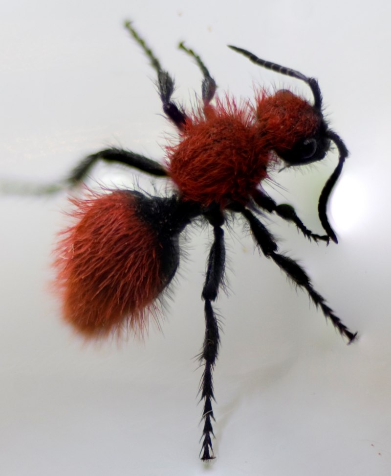 Red Velvet Ant