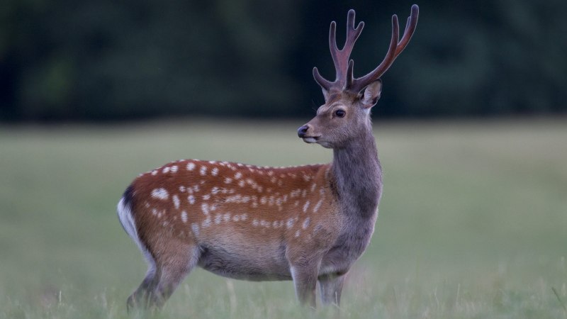 Пятнистый олень (Cervus Nippon)