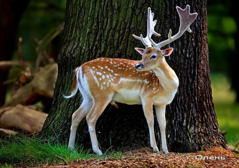 Филиппинский пятнистый олень (Cervus alfredi)