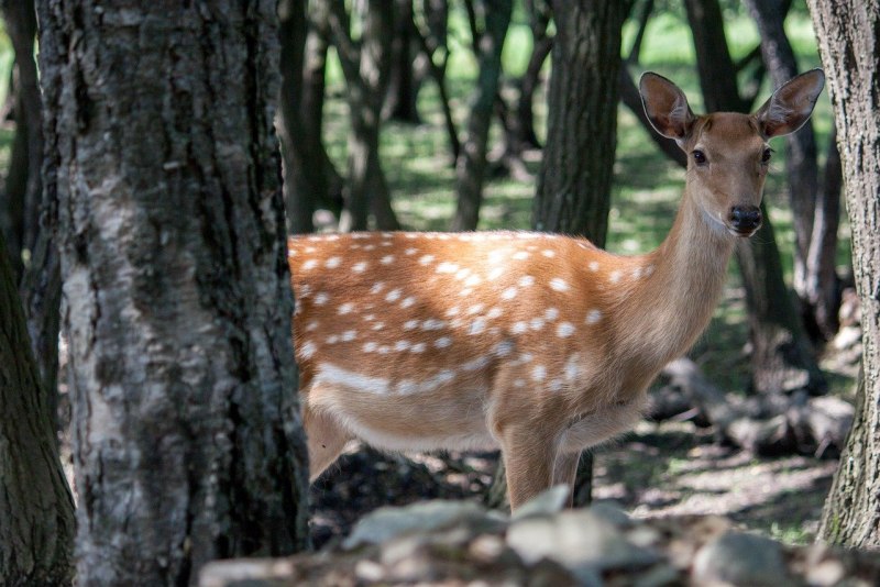 Филиппинский пятнистый олень (Cervus alfredi)