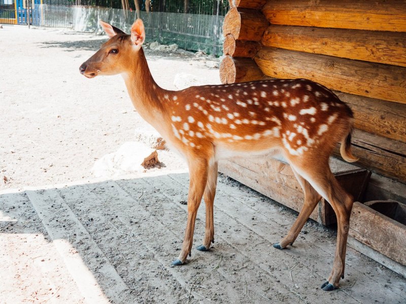 Пятнистый олень самка