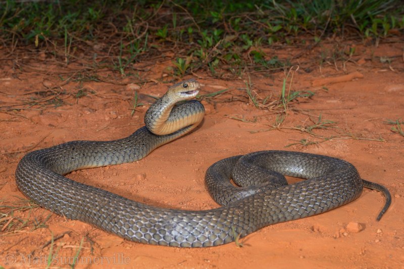 Змея коричневый король (67 фото)