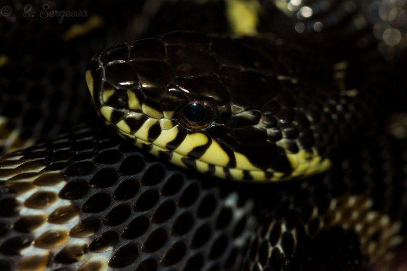 Амурский полоз змея (69 фото)