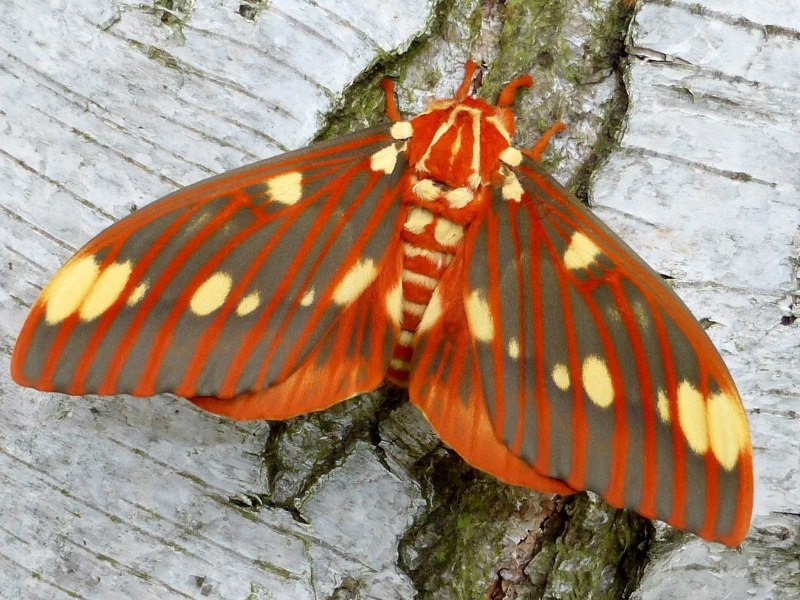 Гусеница Citheronia regalis
