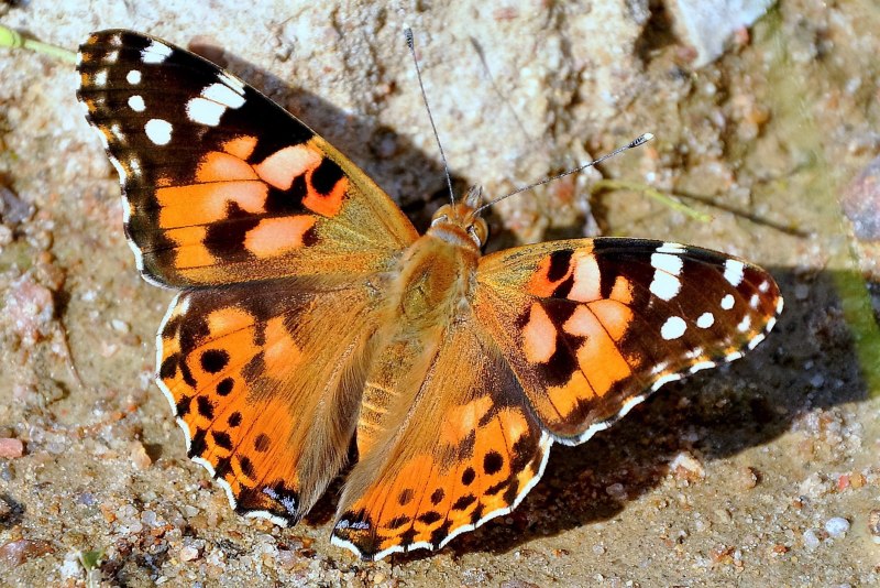 Chorinea Sylphina тату