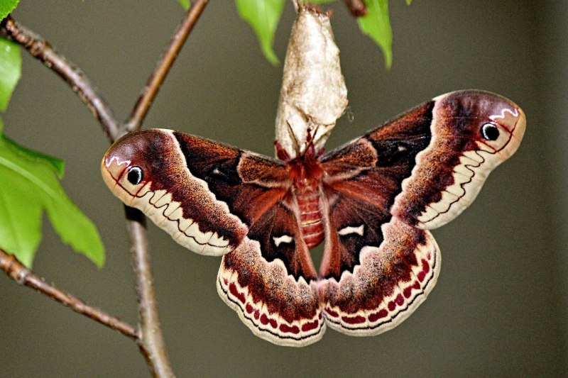Бабочка Данаида Монарх (Danaus plexippus)