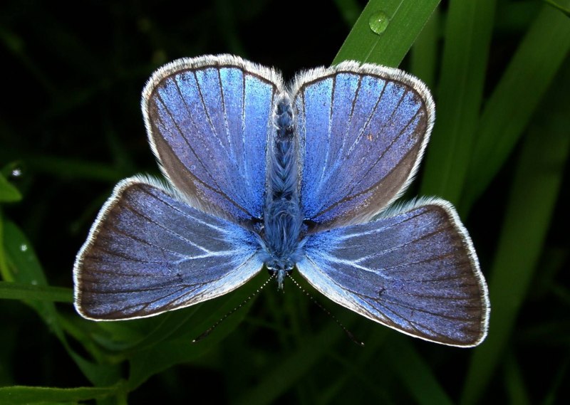 Голубая ордынка бабочка (60 фото)