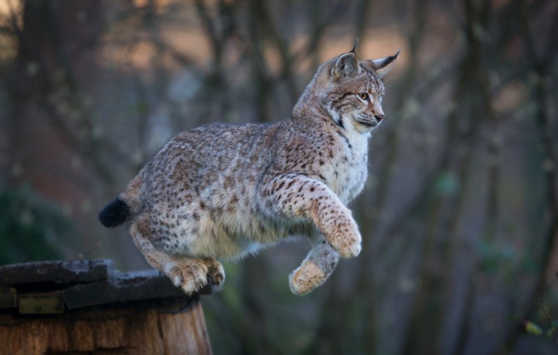 Рысь — Lynx Lynx
