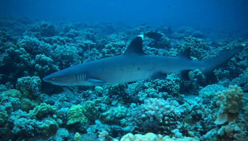 Белая рифовая акула (64 фото)