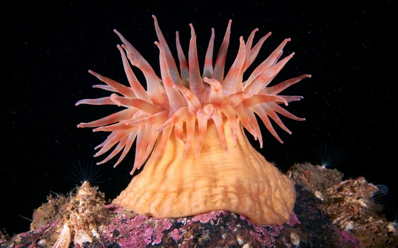 Актинии морские анемоны