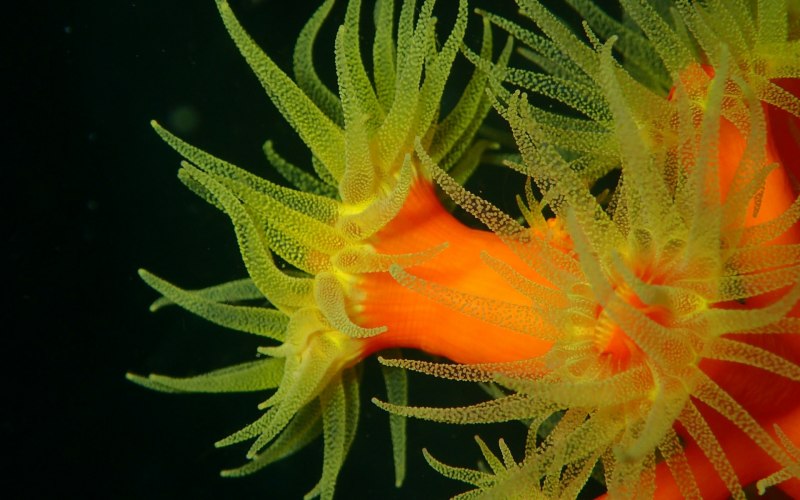 Актинии Средиземного моря