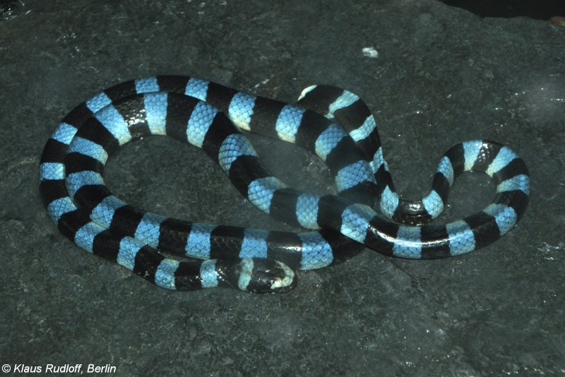 Синий крайт змея (67 фото)