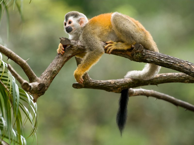Saimiri cassiquiarensis