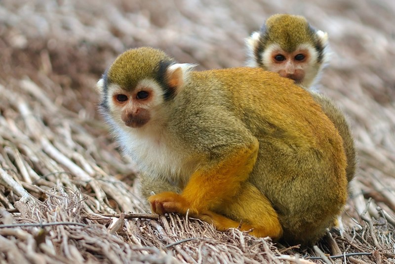 Saimiri cassiquiarensis