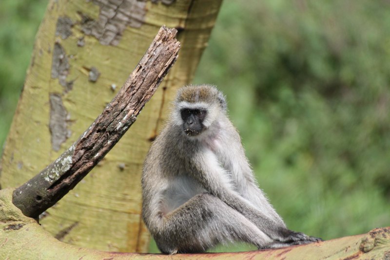 Callicebus cupreus