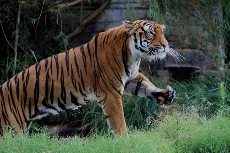 Panthera Tigris acutidens