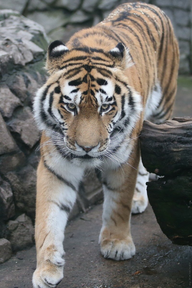 Малайский тигр (Panthera Tigris Jacksoni)