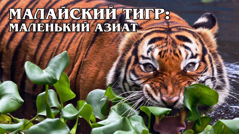 Индокитайский тигр