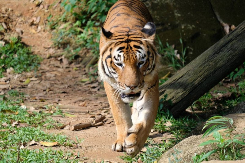 Индокитайский тигр (Panthera Tigris corbetti)