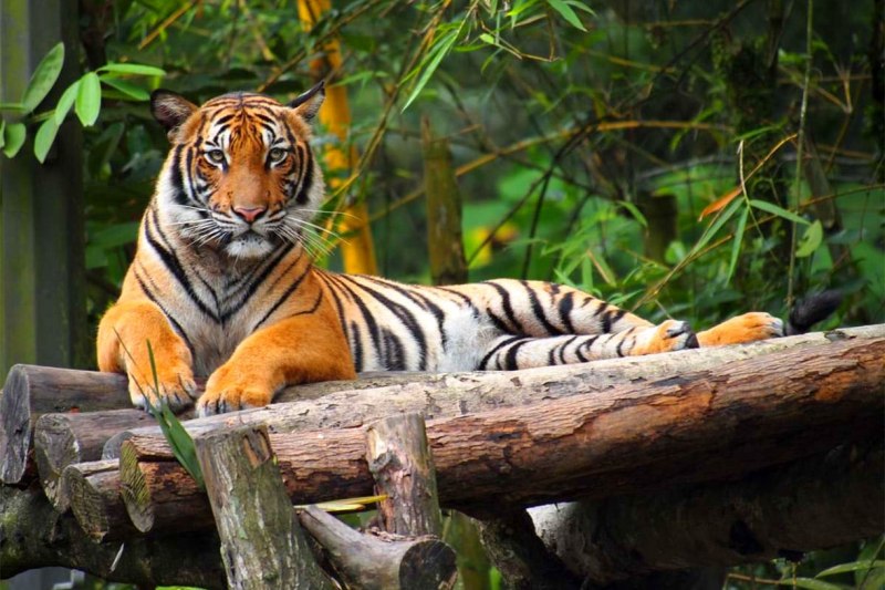 Малайский тигр (71 фото)