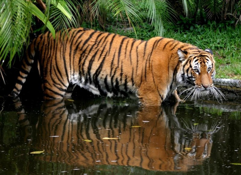 Малайский тигр (Panthera Tigris Jacksoni)