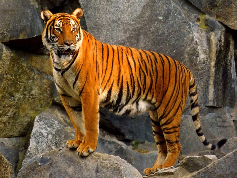 Малайский тигр (Panthera Tigris Jacksoni)