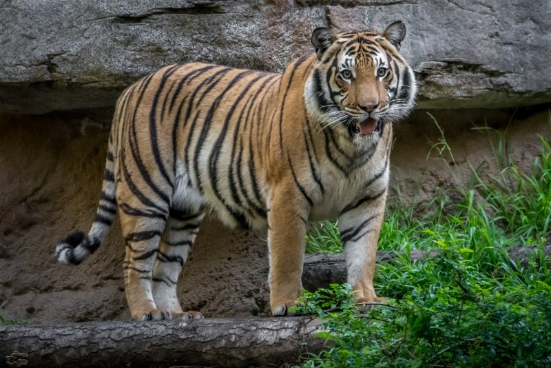 Panthera Tigris Jacksoni
