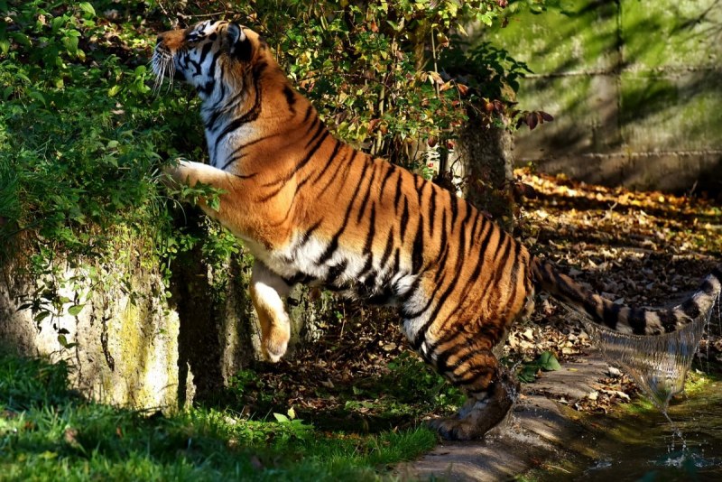 Яванский тигр (Panthera Tigris sondaica)