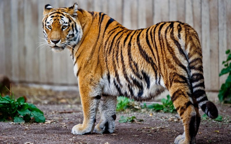 Яванский тигр (Panthera Tigris sondaica)