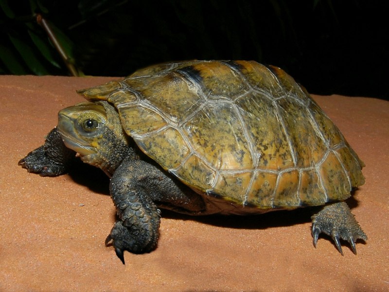 Mauremys megalocephala