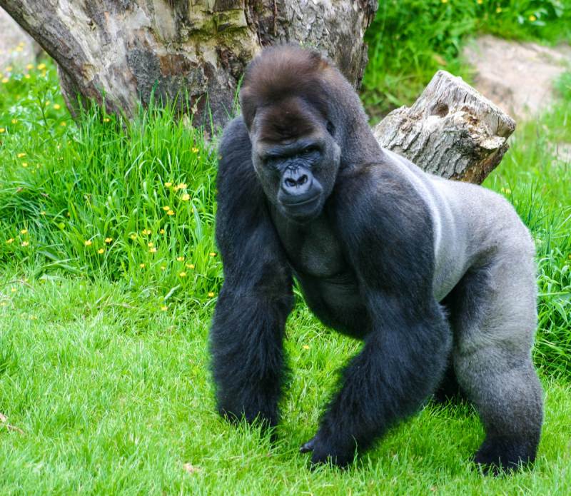 Равнинная горилла (66 фото)